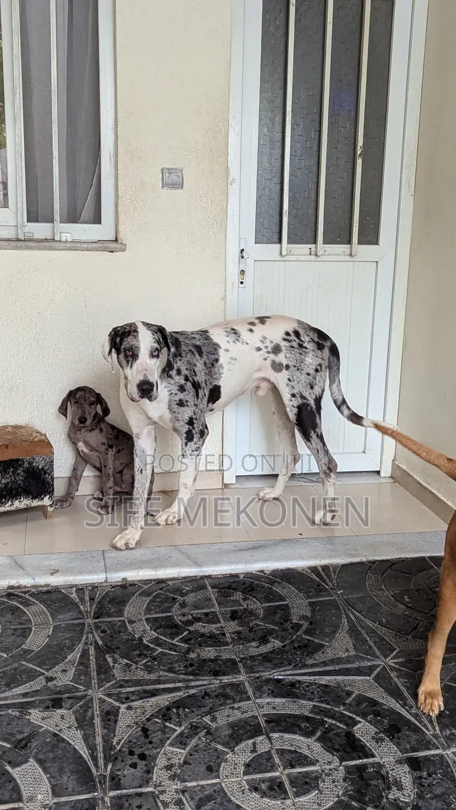 1-3 months Male Purebred Great Dane