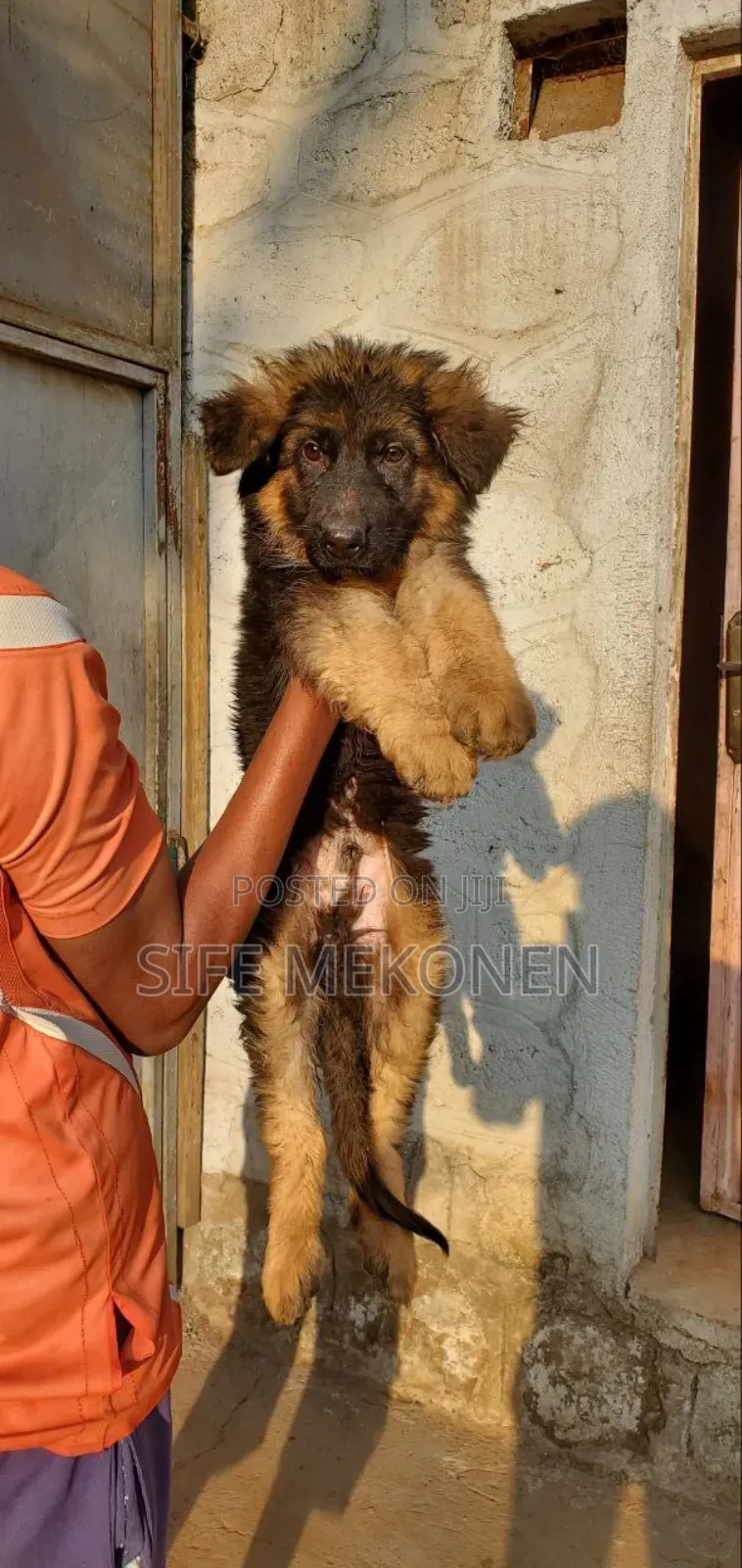 1-3 months Male Purebred German Shepherd