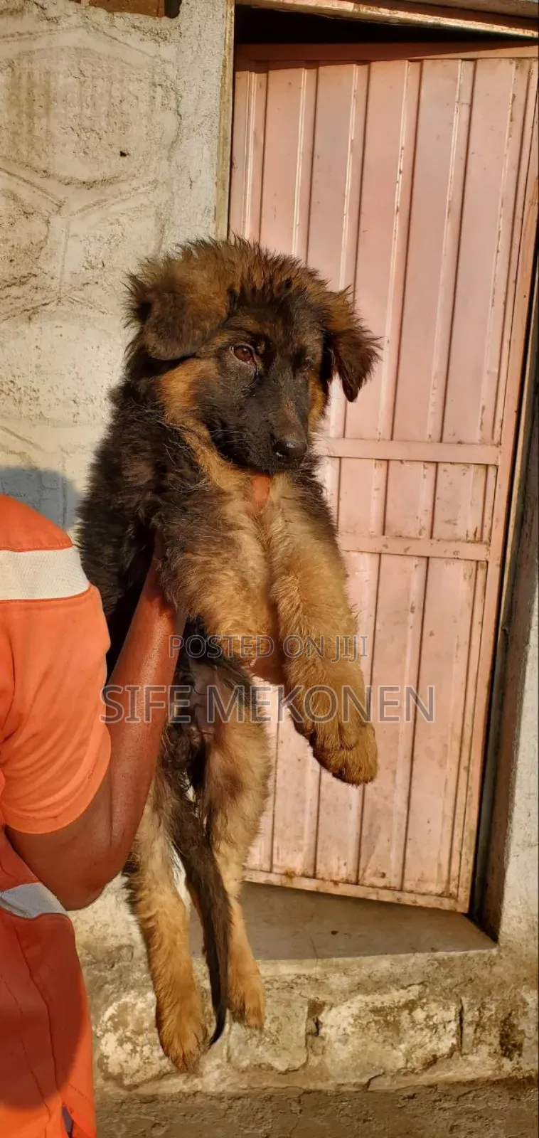1-3 months Male Purebred German Shepherd