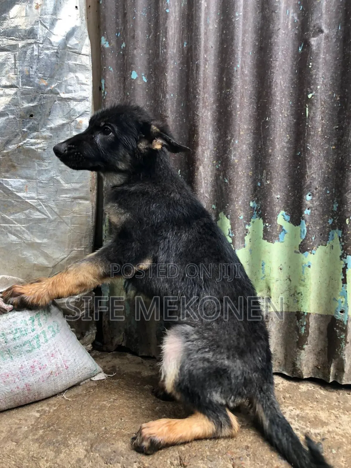 1-3 months Female Purebred German Shepherd