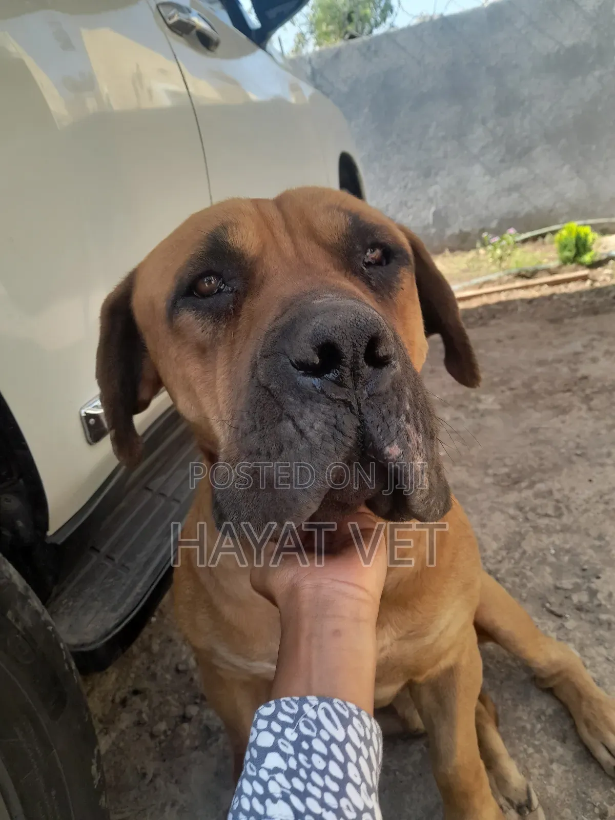 Animal Mobile Clinic