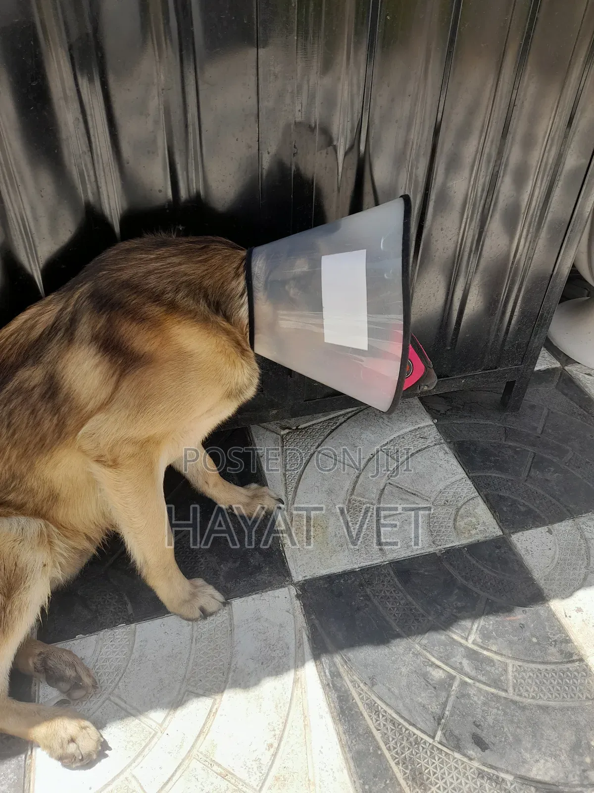 Animal Mobile Clinic