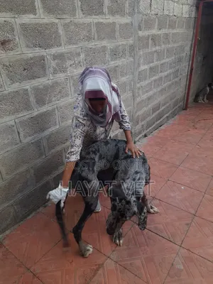 Animal Mobile Clinic