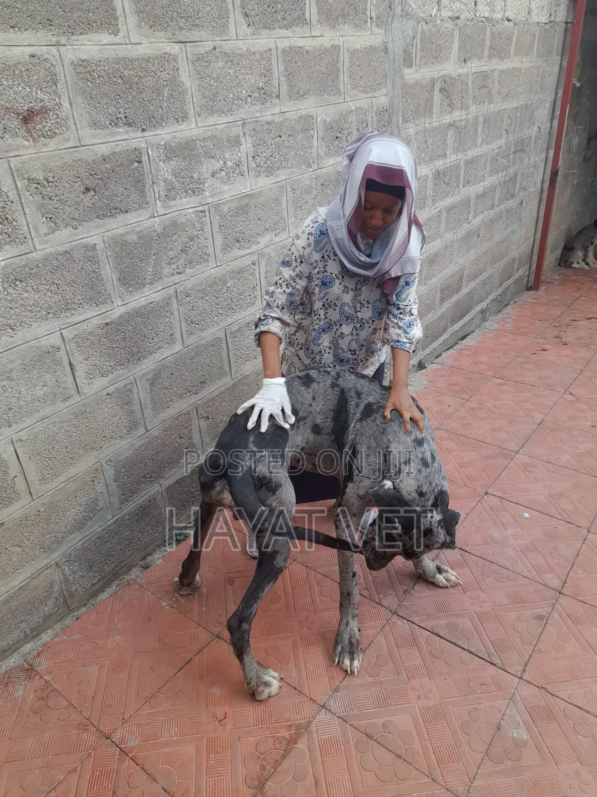 የእንስሳት ህክምና