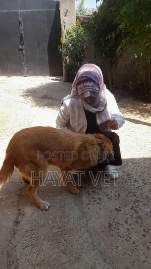 የእንስሳት ህክምና