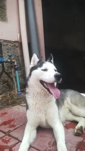6-12 months Female Purebred Siberian Husky