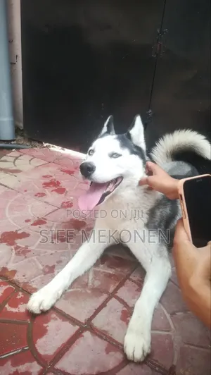 6-12 months Female Purebred Siberian Husky