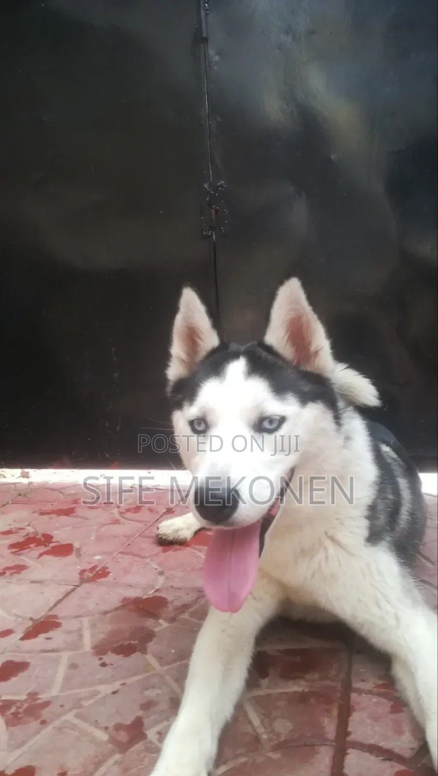 6-12 months Female Purebred Siberian Husky