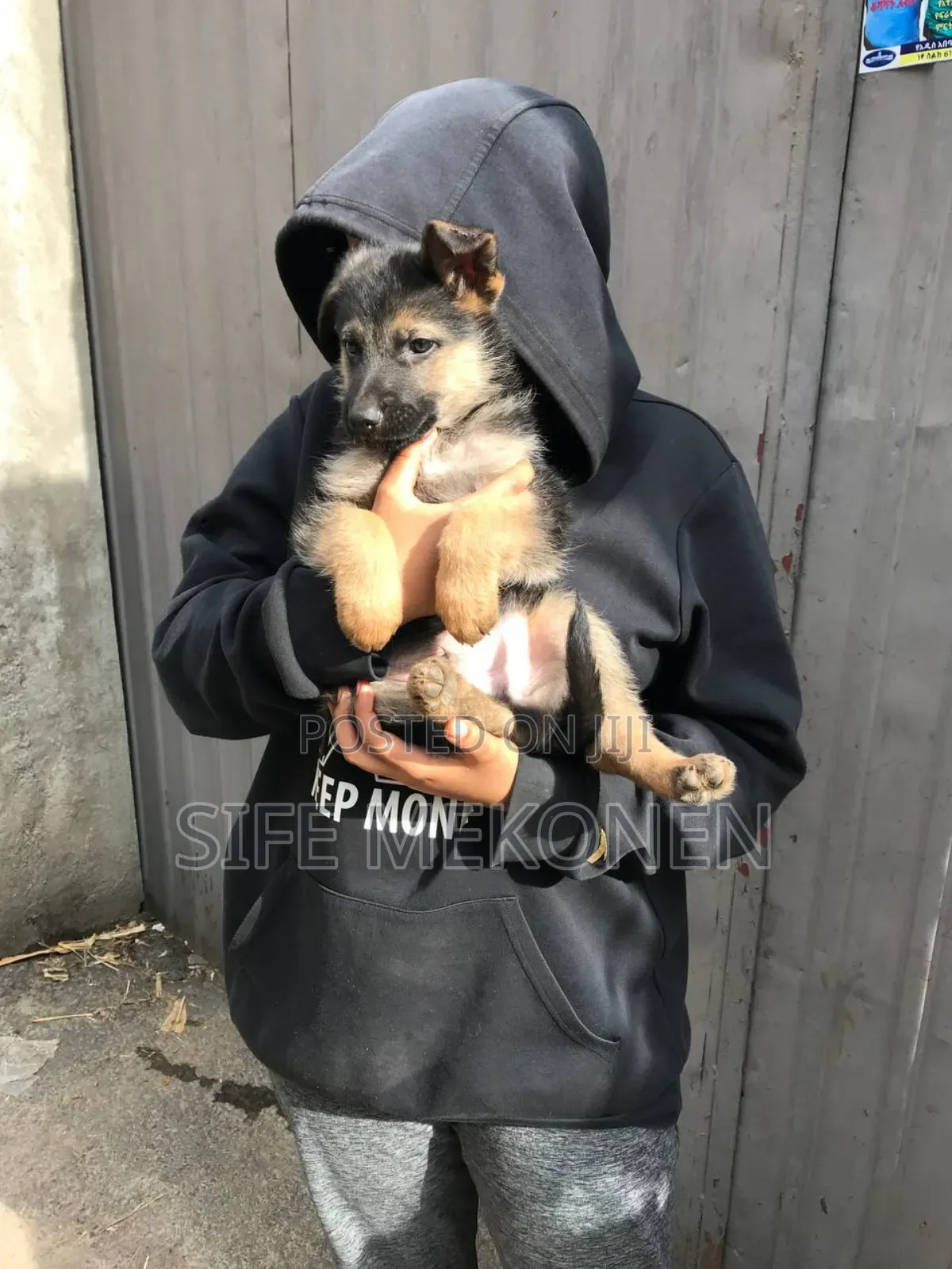1-3 months Male Purebred German Shepherd