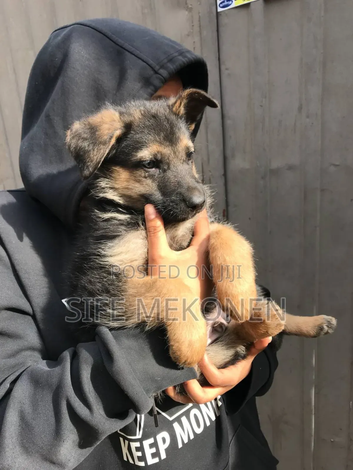 1-3 months Male Purebred German Shepherd