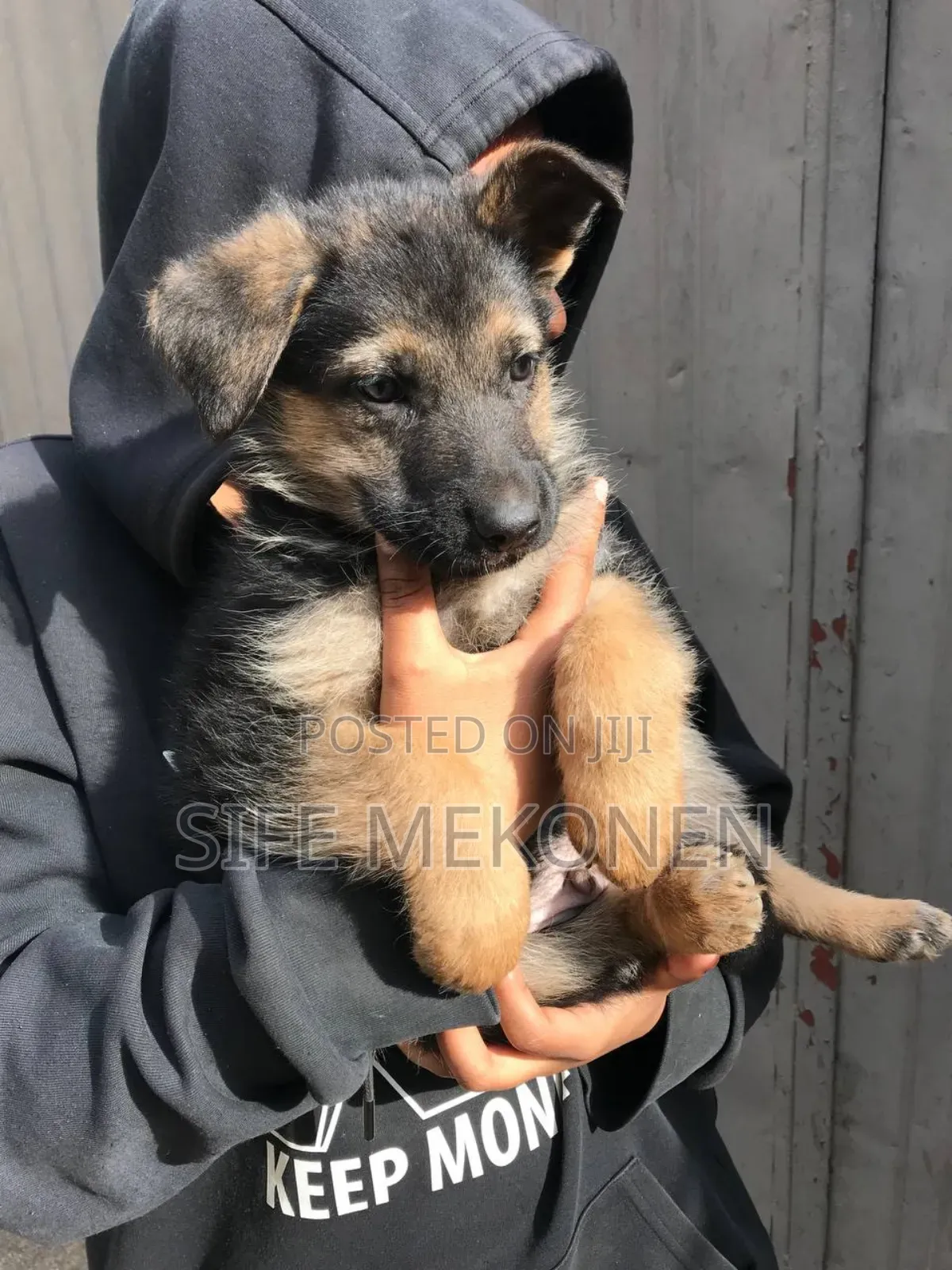1-3 months Male Purebred German Shepherd