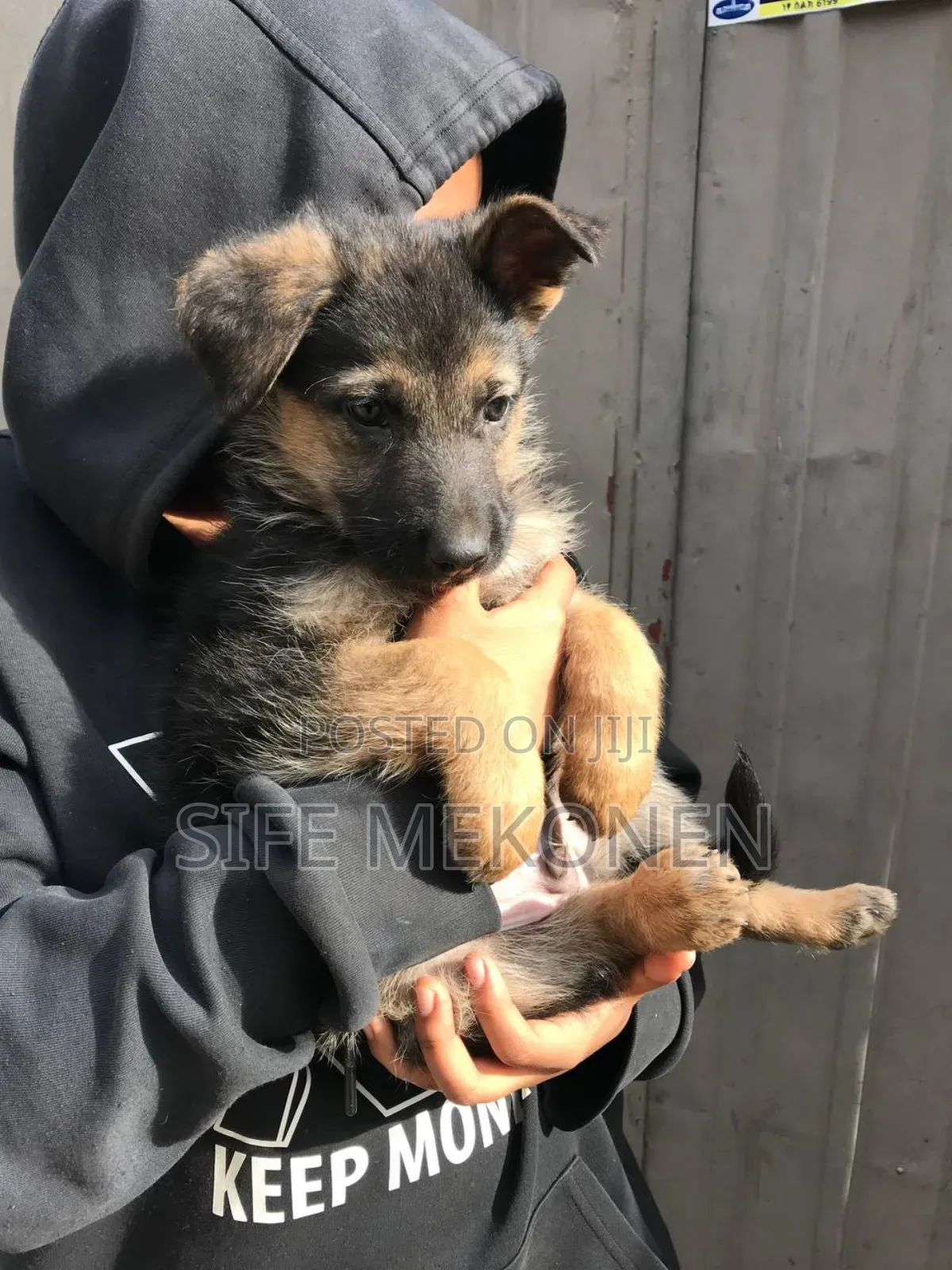 1-3 months Male Purebred German Shepherd