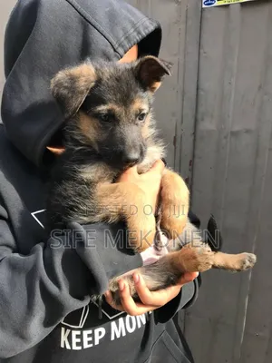 Photo - 1-3 months Male Purebred German Shepherd