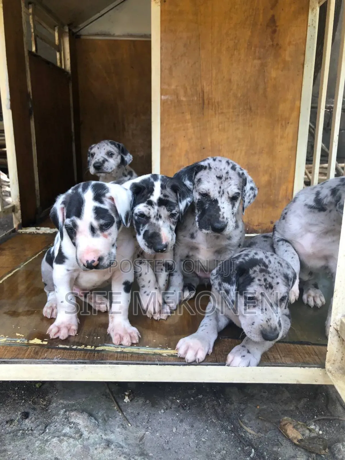 1-3 months Male Purebred Great Dane