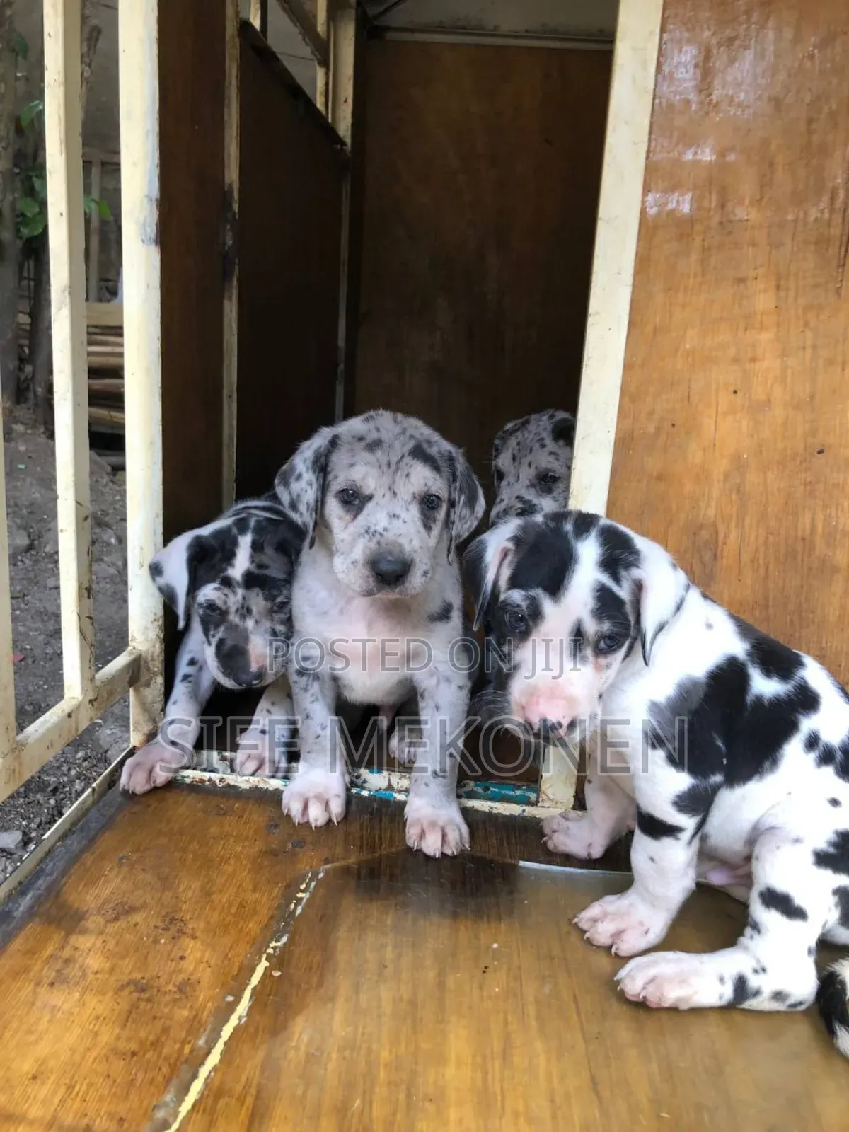 1-3 months Male Purebred Great Dane