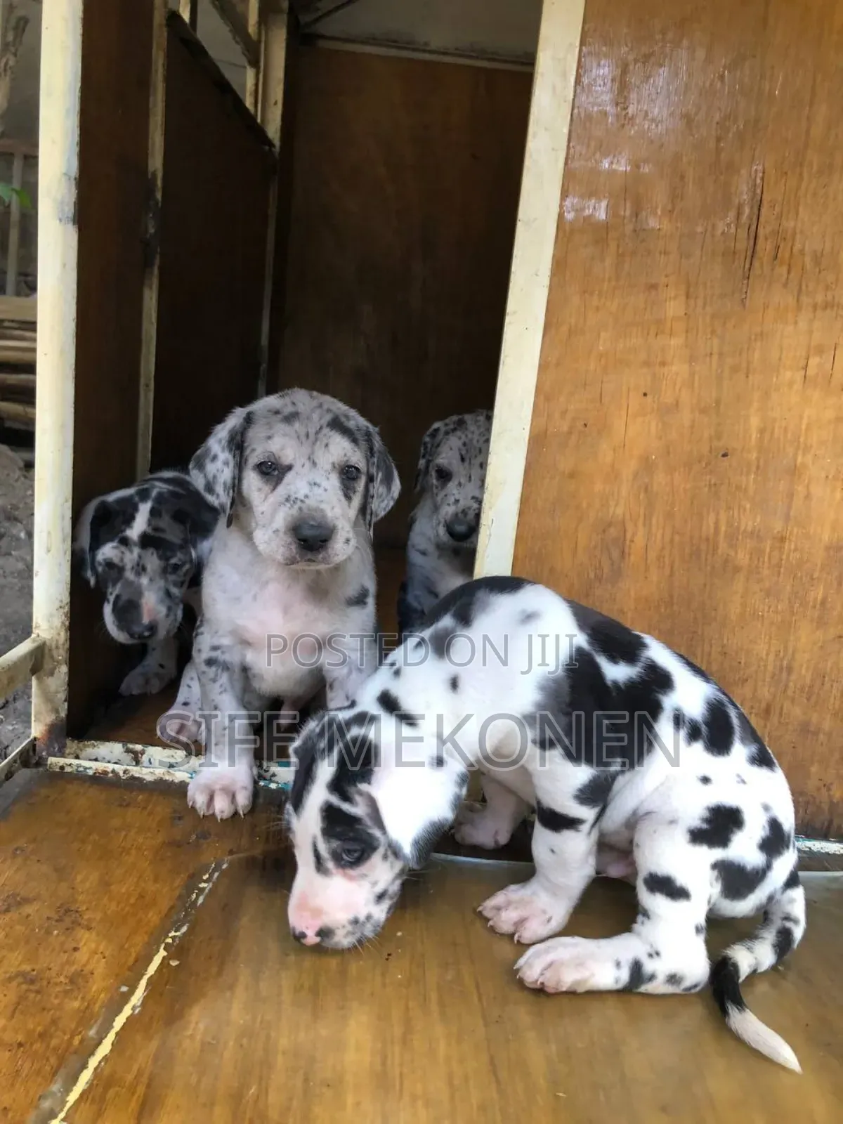 1-3 months Male Purebred Great Dane