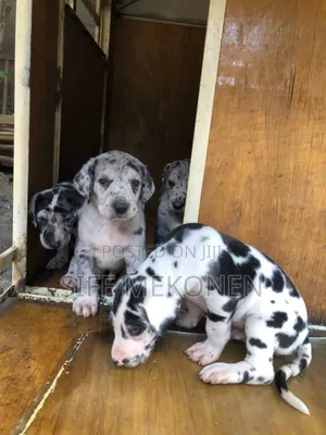 1-3 months Male Purebred Great Dane