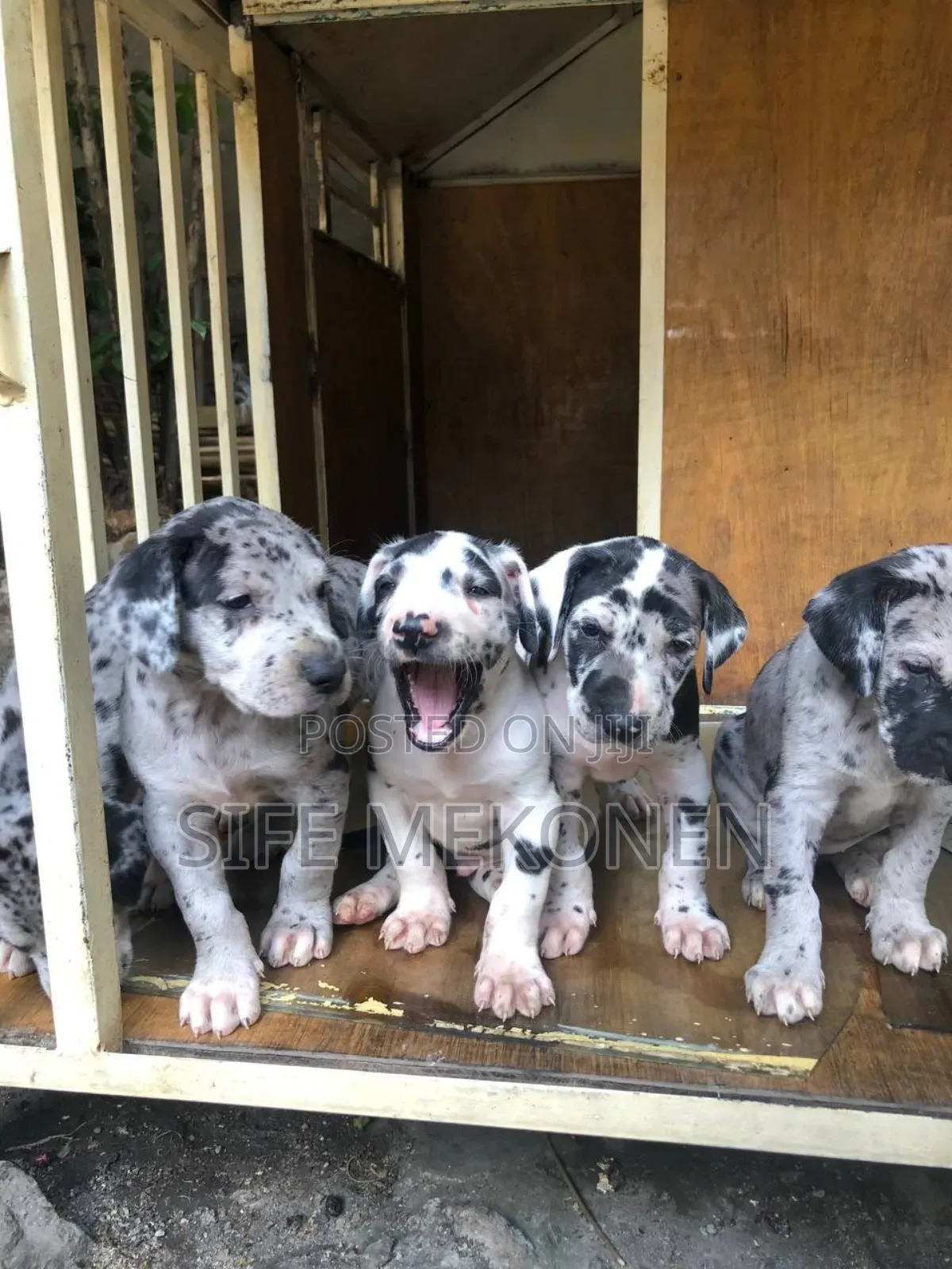 1-3 months Male Purebred Great Dane