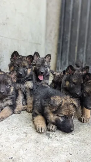 Photo - 1-3 months Male Purebred German Shepherd