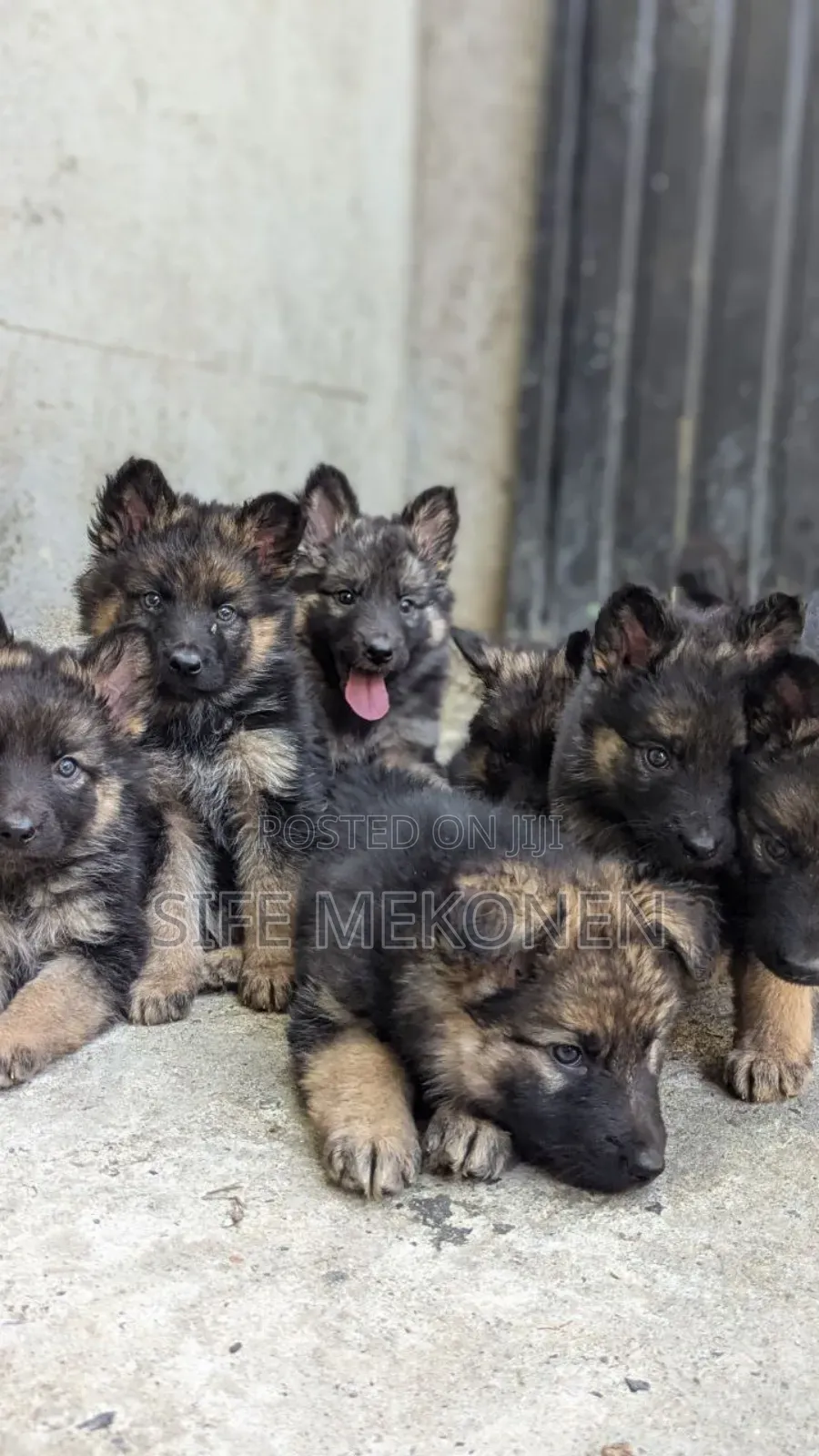 1-3 months Male Purebred German Shepherd