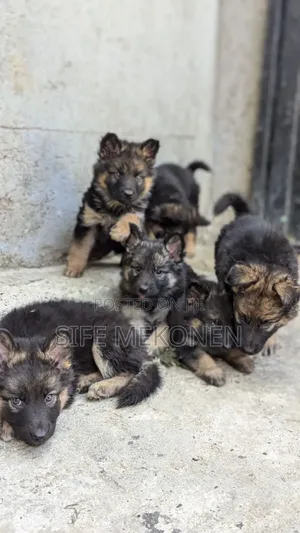 1-3 months Male Purebred German Shepherd