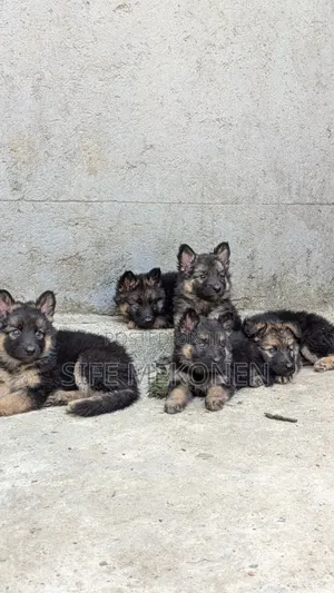 1-3 months Male Purebred German Shepherd