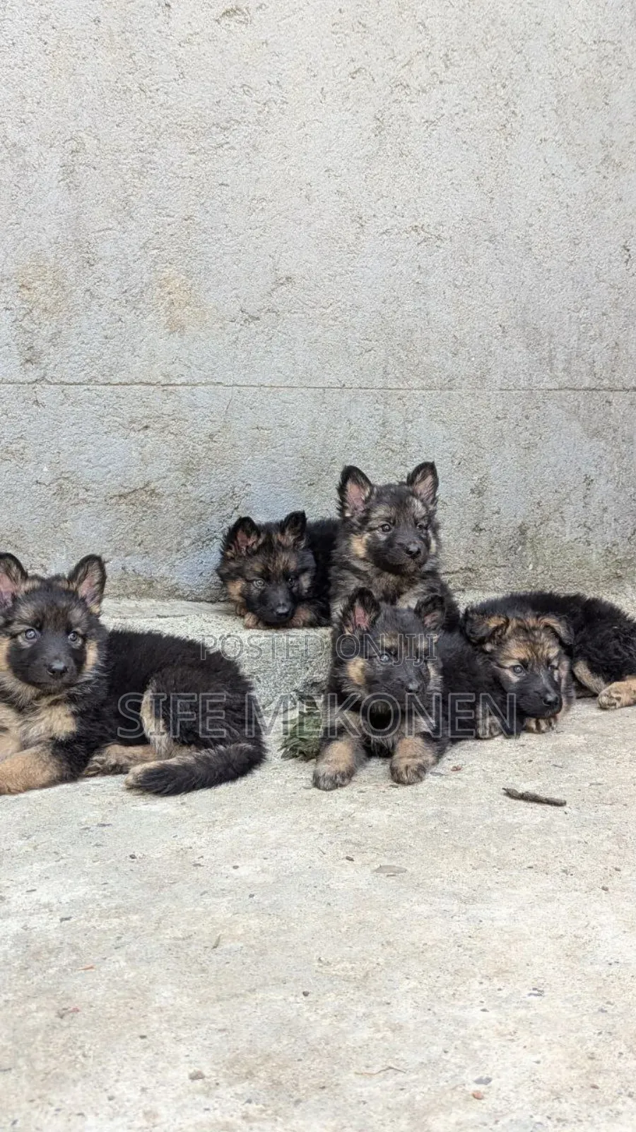 1-3 months Male Purebred German Shepherd