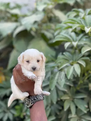 Photo - 1-3 months Male Purebred Maltese