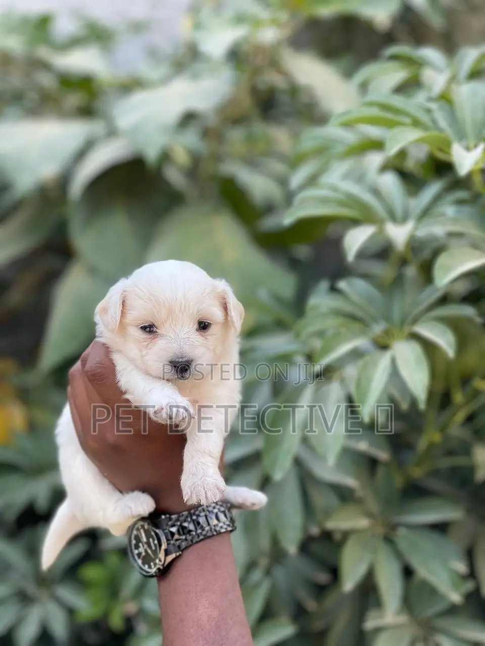 1-3 months Male Purebred Maltese