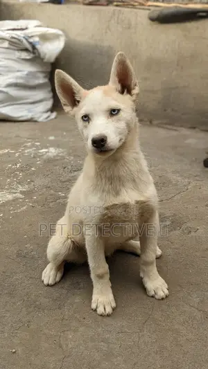 Photo - 1-3 months Male Purebred Siberian Husky