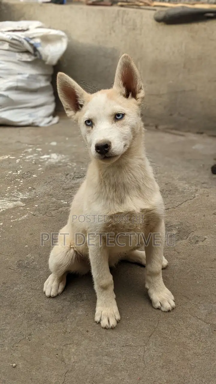 1-3 months Male Purebred Siberian Husky