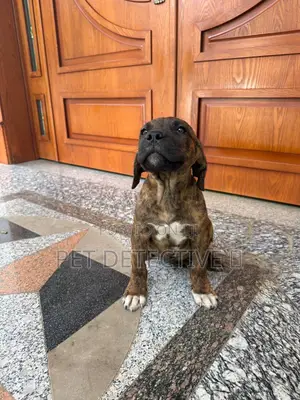 Photo - 1-3 months Male Purebred Mastiff