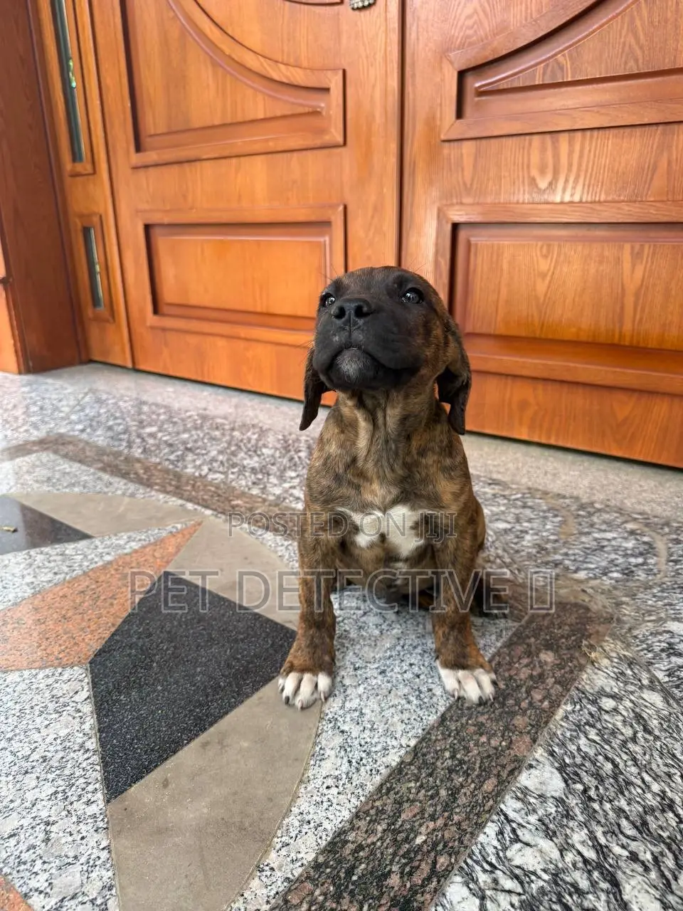 1-3 months Male Purebred Mastiff