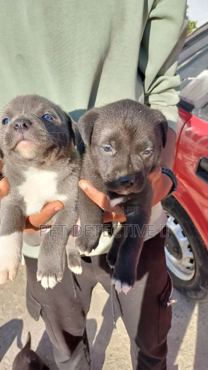 1-3 months Male Purebred American Pit Bull Terrier