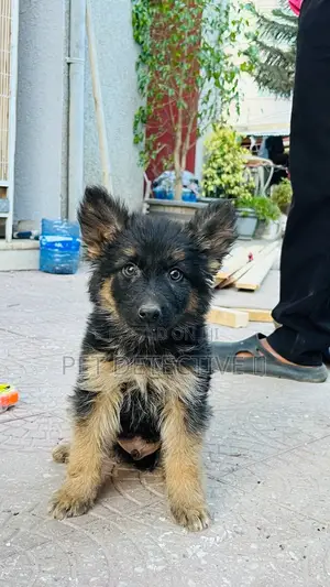 Photo - 1-3 months Male Purebred German Shepherd
