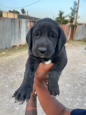 Photo - 1-3 months Male Purebred Mastiff