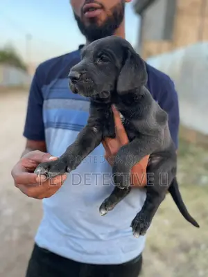 Photo - 1-3 months Male Purebred Mastiff