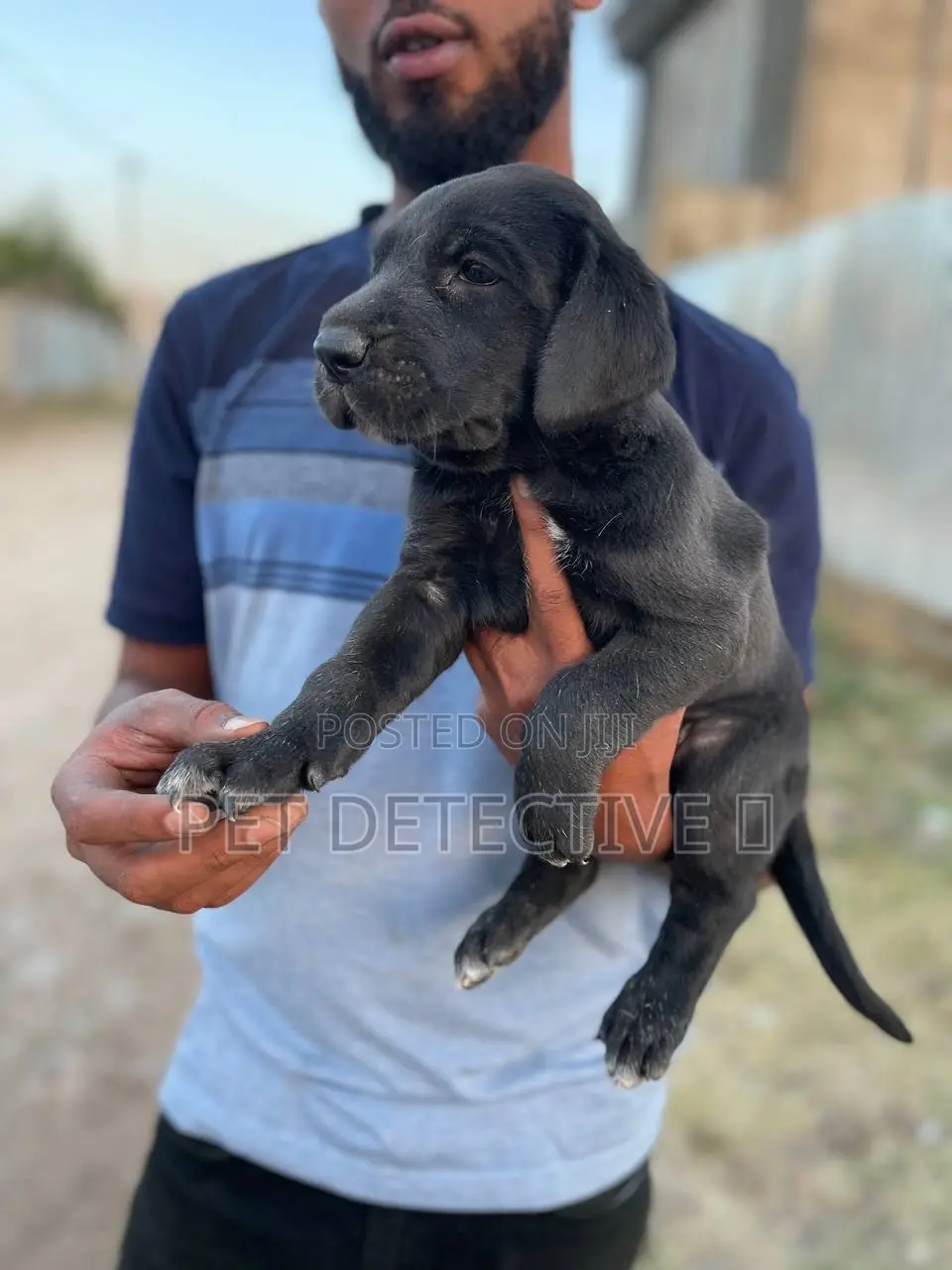 1-3 months Male Purebred Mastiff