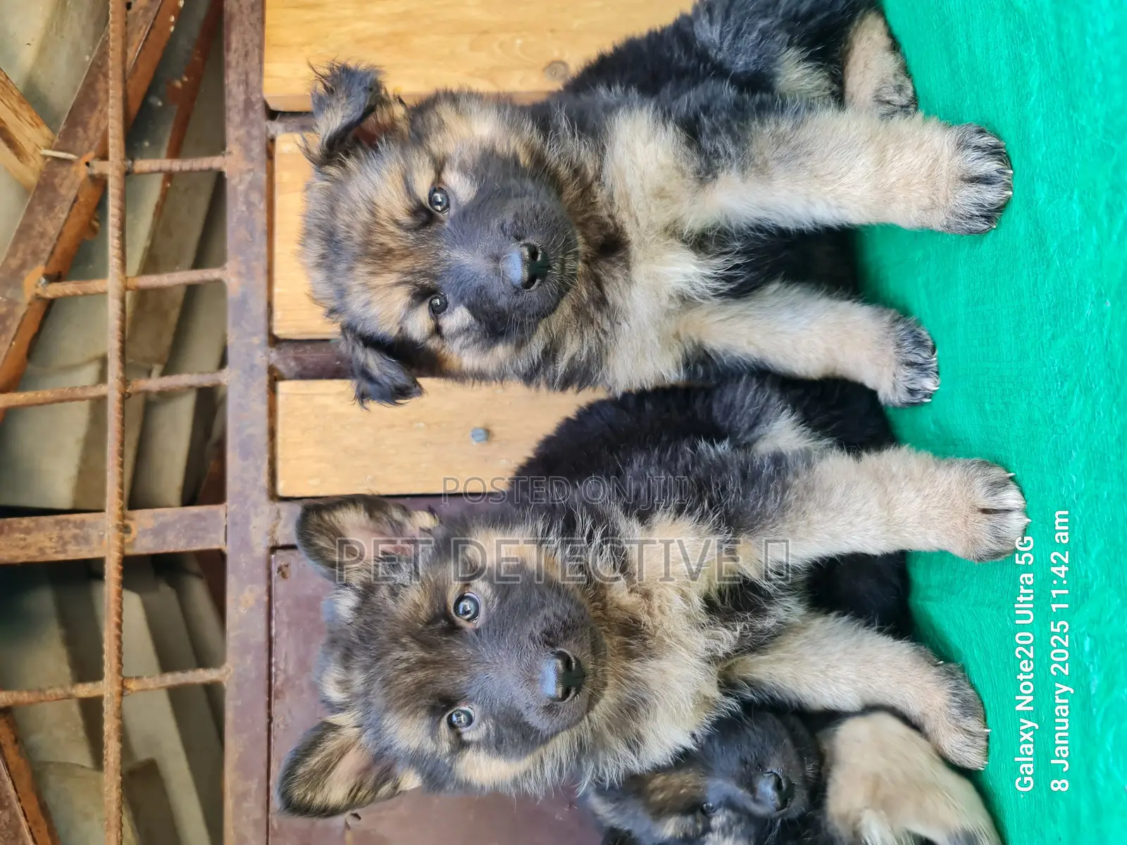 1-3 months Male Purebred German Shepherd