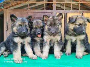 Photo - 1-3 months Male Purebred German Shepherd