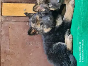 Photo - 1-3 months Male Purebred German Shepherd