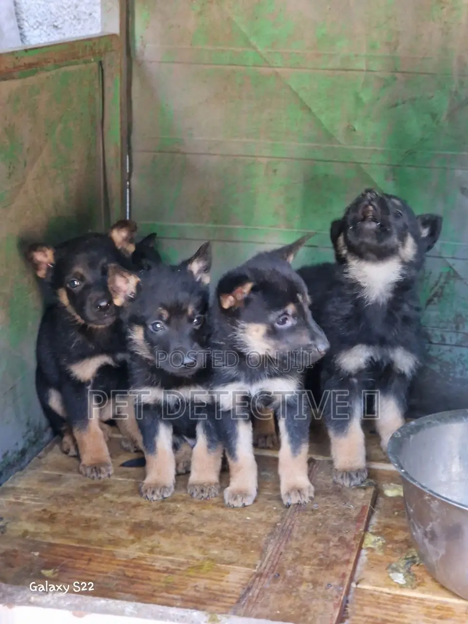 1-3 months Male Purebred German Shepherd