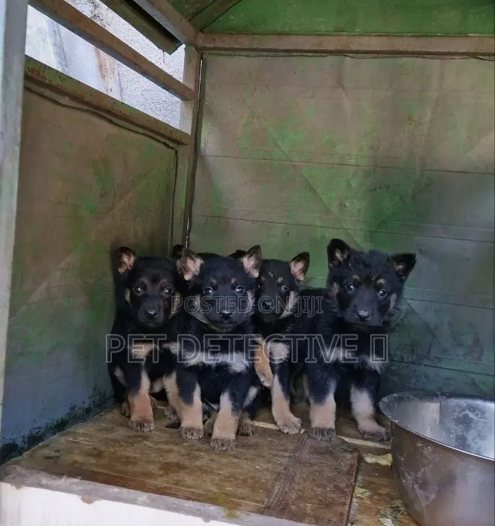 1-3 months Male Purebred German Shepherd