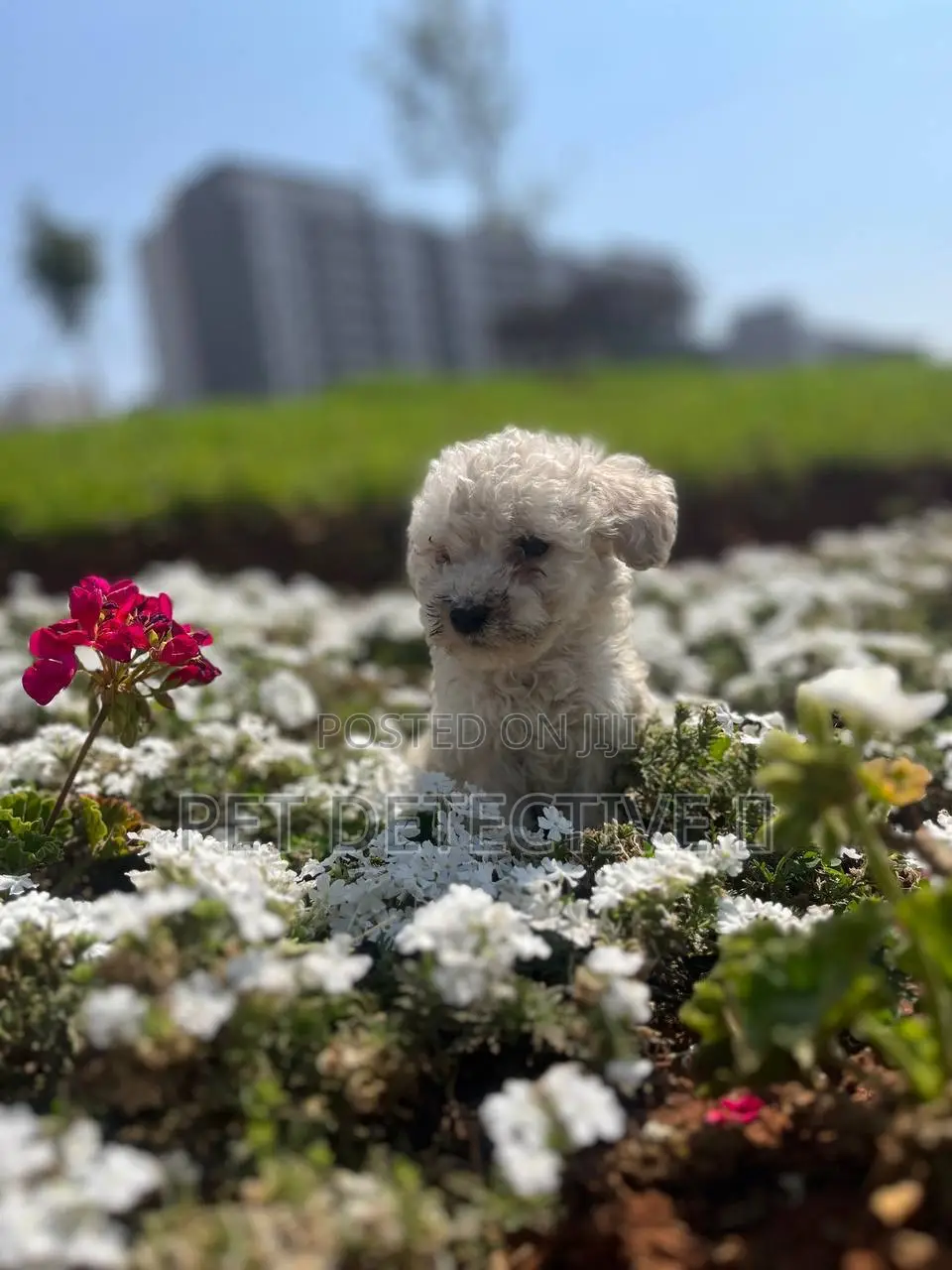 1-3 months Male Purebred Poodle