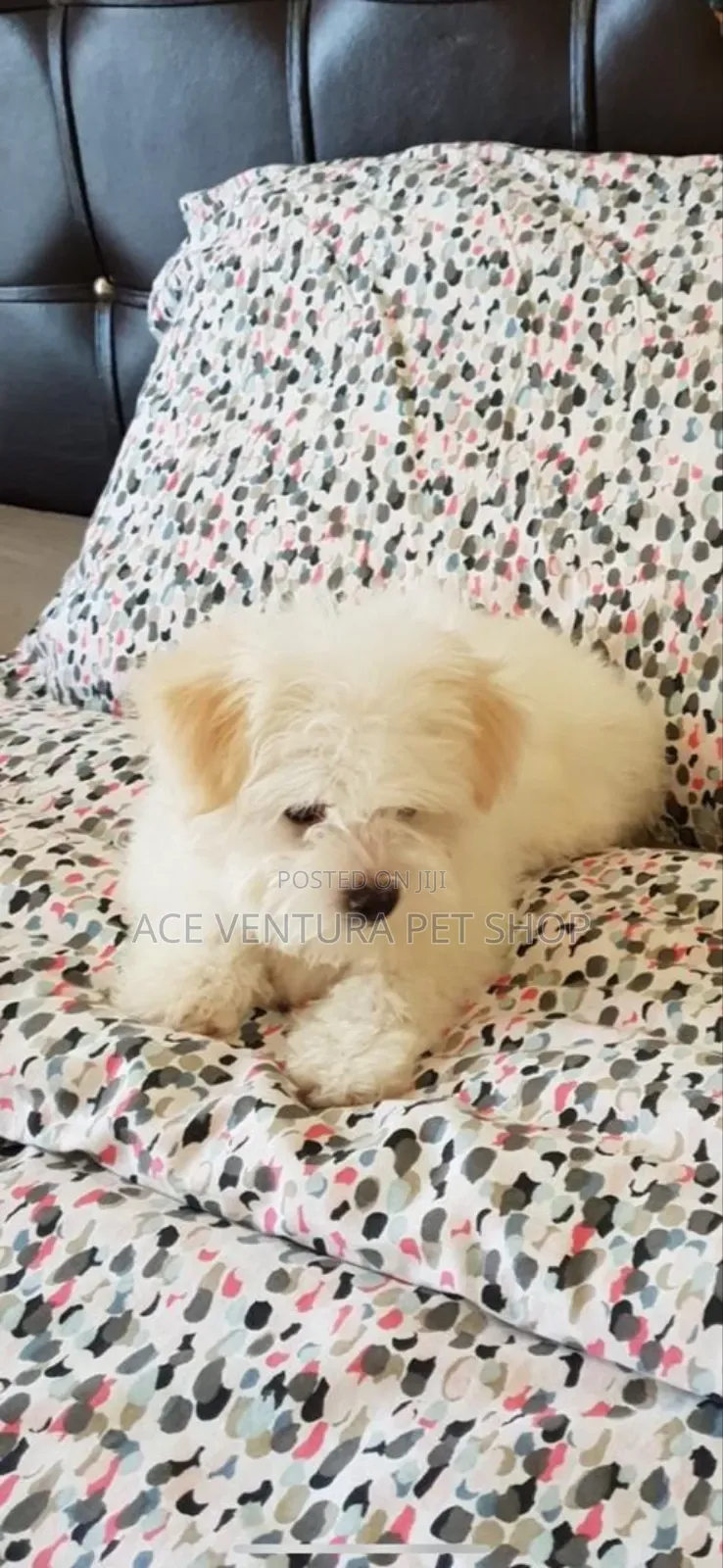 1-3 months Male Purebred Maltese