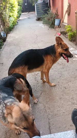 1-3 months Male Purebred German Shepherd