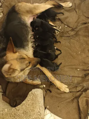 Photo - 1-3 months Male Purebred German Shepherd