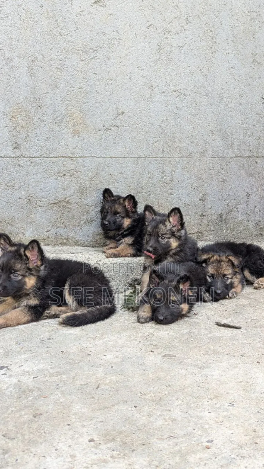 1-3 months Male Purebred German Shepherd
