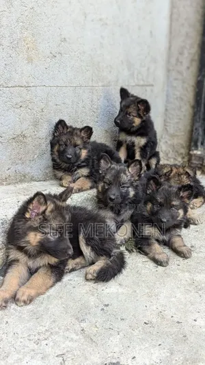 Photo - 1-3 months Male Purebred German Shepherd