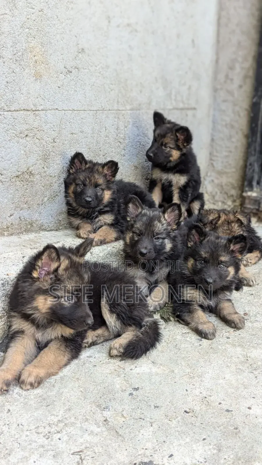 1-3 months Male Purebred German Shepherd